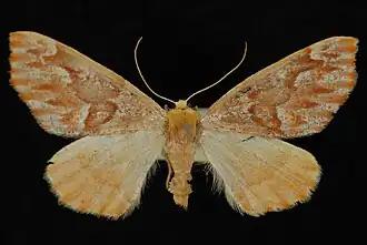 Caripeta hyperythrata