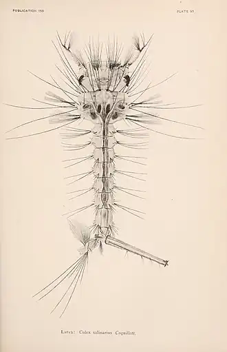 Culex salinarius