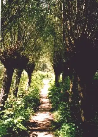 Wandelpad door natuurgebied Carnisse Grienden aan de Oude Maas