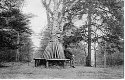 Lindeboom op de top van de Carolinaberg omstreeks 1900/1910