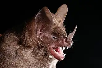 Brilbladneusvleermuis