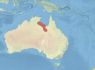 Dorothy's grassluiper