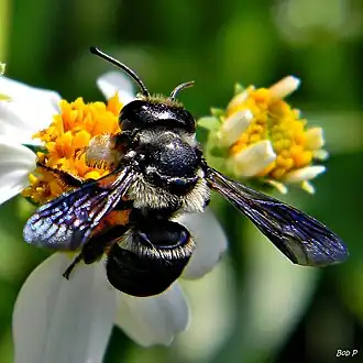 Megachile xylocopoides