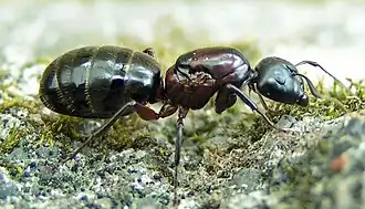Camponotus novaeboracensis