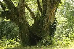 De Haagbeuk van Cugnon.