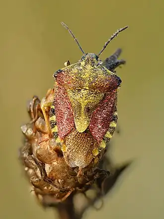 Knoopkruidschildwants