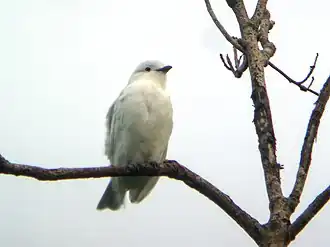 Witte cotinga