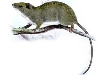 Carpomys phaeurus