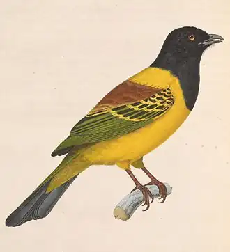 Zwart-gele besseneter