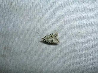 Carposina gracillima