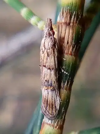 Carposina neurophorella