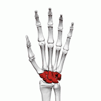 De handwortelbeentjes aangegeven in het rood.