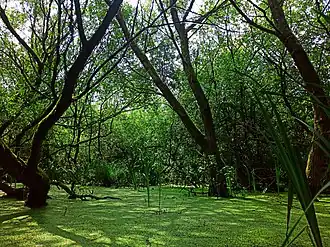 Zomeraspect van de associatie