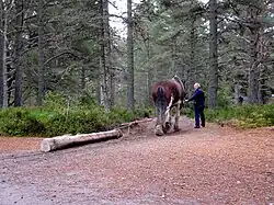Sleeppaard in de bosbouw
