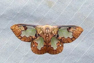 Carriola thyridophora