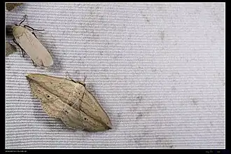 Carsina kanshireiensis