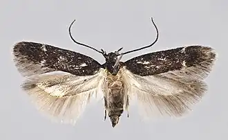 Caryocolum amaurella