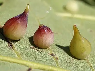 Caryomyia caryaecola