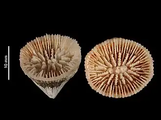 Caryophyllia cornulum