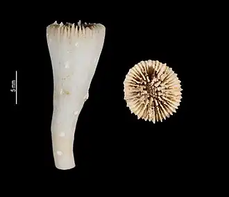 Caryophyllia diomedeae