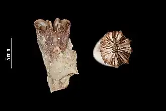 Caryophyllia hawaiiensis