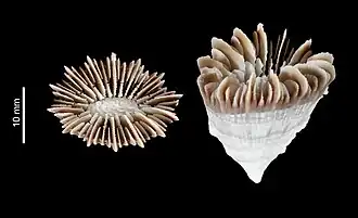 Caryophyllia karubarica