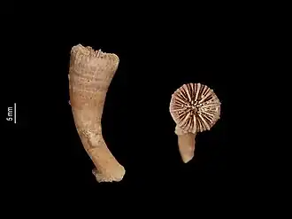 Caryophyllia laevigata