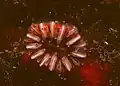 Caryophyllia smithii, een solitair steenkoraal uit de familie Caryophylliidae