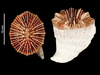 Caryophyllia unicristata