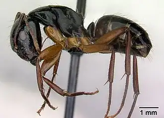 Camponotus tergestinus