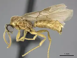 Adetomyrma clarivida