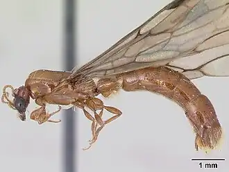 Aenictogiton fossiceps