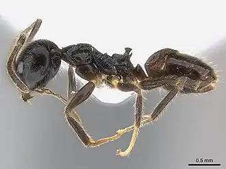 Axinidris acholli