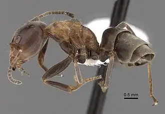 Liometopum microcephalum