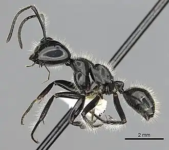 Calomyrmex laevissimus