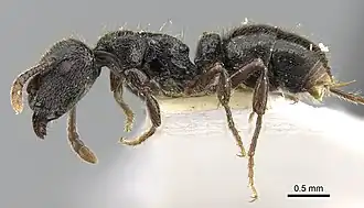 Heteroponera carinifrons