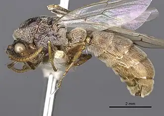 Aenictus ambiguus
