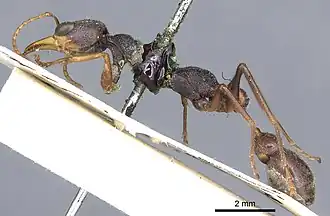 Myrmecia picta