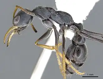 Myrmecia loweryi