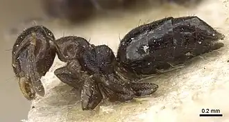 Technomyrmex strenuus