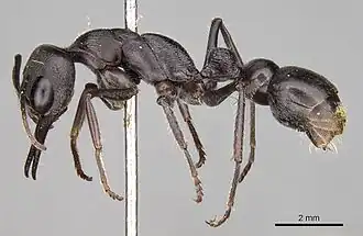 Myrmecia tepperi