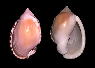 Casmaria erinaceus