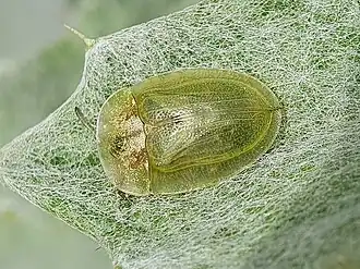 Cassida deflorata