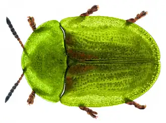 Cassida denticollis
