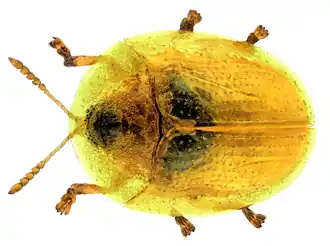 Cassida margaritacea