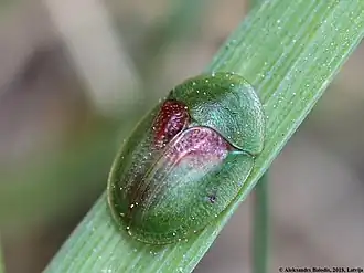 Cassida sanguinolenta