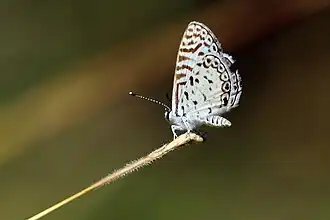 Leptotes cassioides