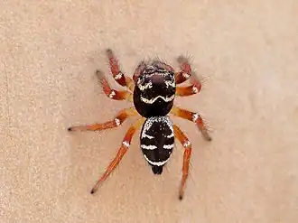 Zenodorus metallescens