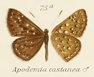 Apodemia castanea