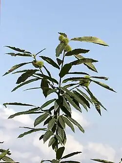 tamme kastanje (Castanea sativa)